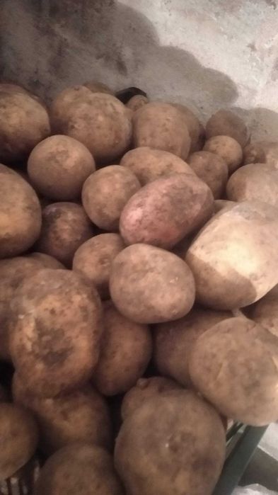 картофель дачный