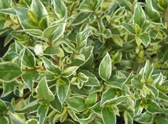 Cotoneaster dammeri barccoace Vinca variegata sau verde