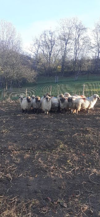 Oi turcane de vanzare