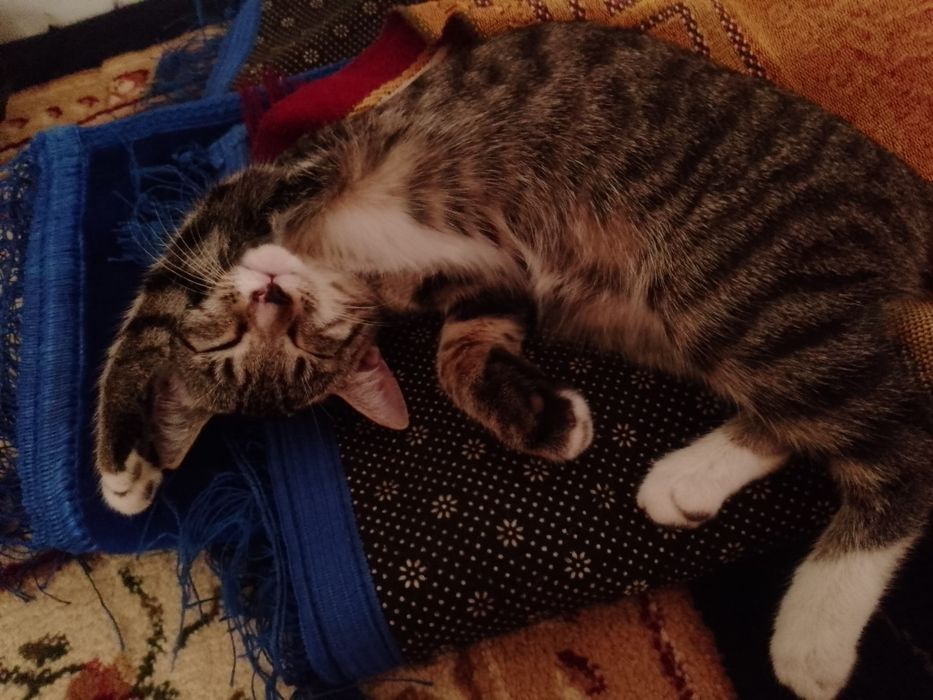 Кошечки маленькие