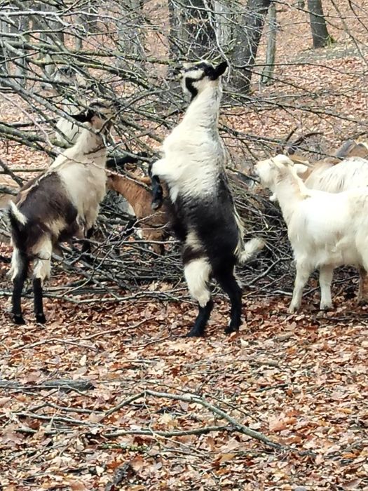 Vând 10 capre gestanta