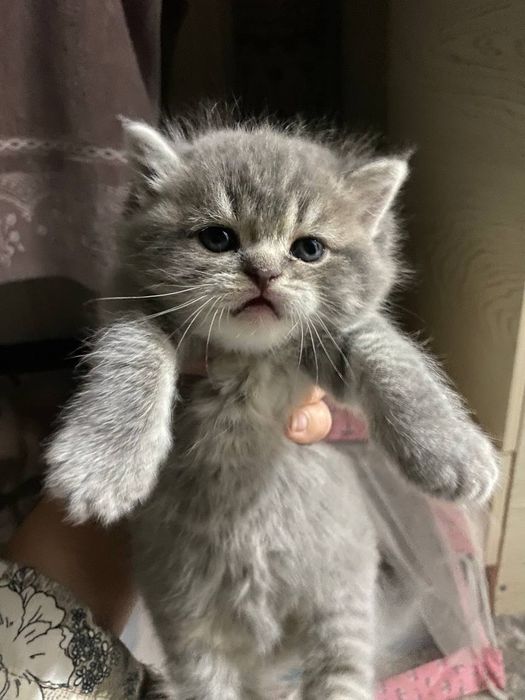 Котята  Скотиш смешани