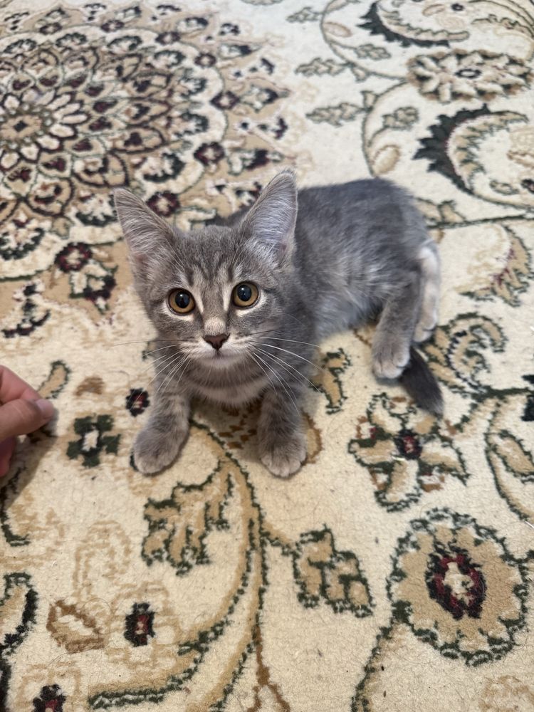Котята с документами! Чипированные