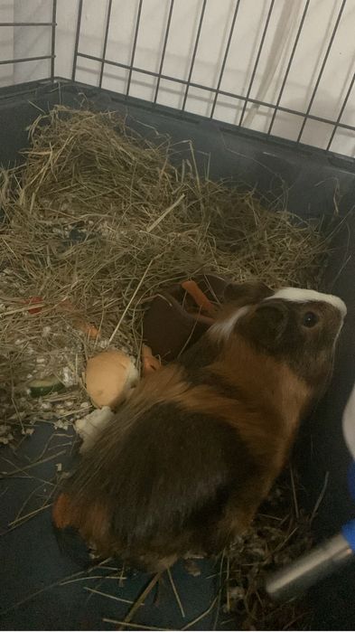 Porcușor de guineea