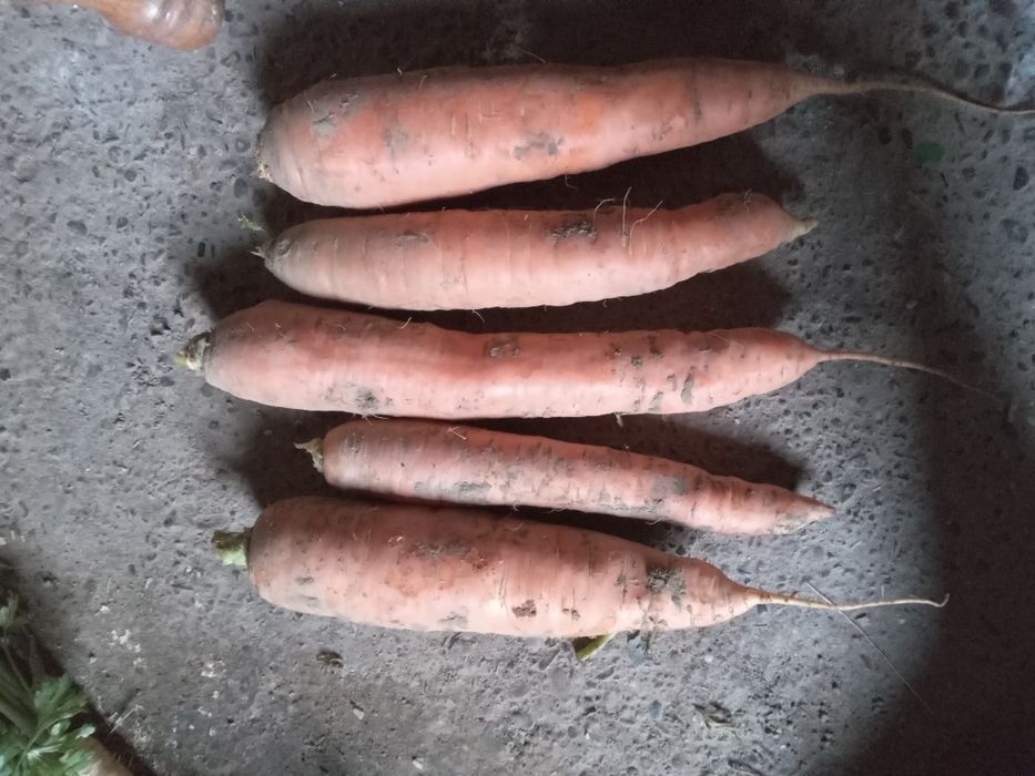 De vânzare,morcov și ceapa cantități mari!