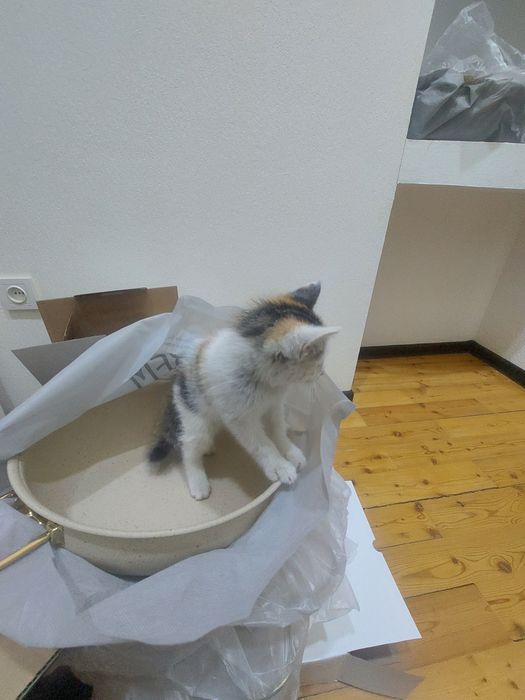 Миленький котёнок в добрые руки