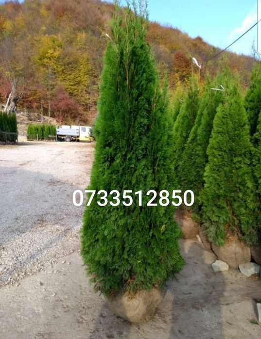 Mesteacan/tei argintiu/tuia / puieti ,mesteacăn ,tei,fag,carpen,frasin