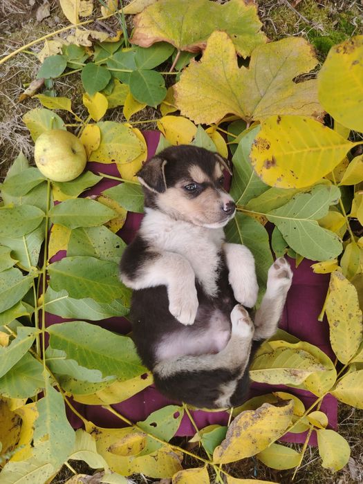 Pui de câine metis spre adopție