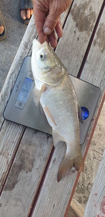 Peste Novac puiet 700g