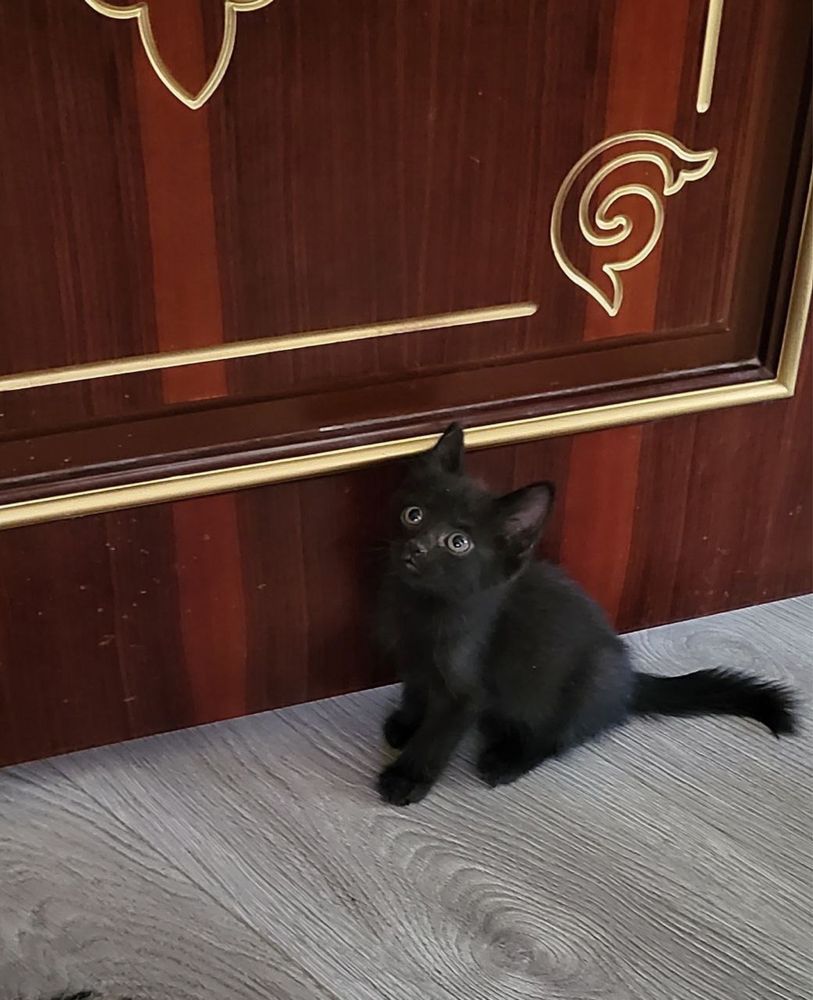 Отдам даром котят