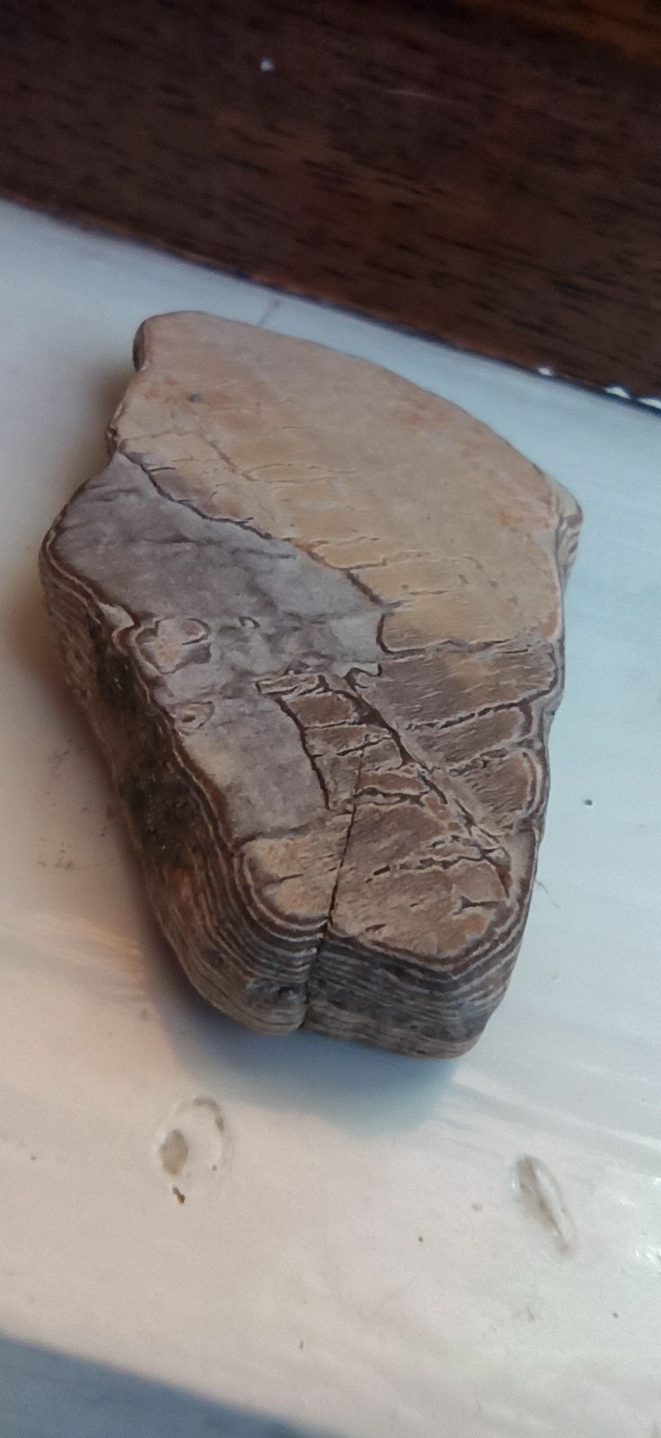 Окаменелый кусочек дерева и ракушки доисторические более 8мил. лет.