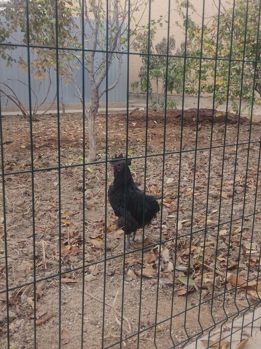 Uhayu horozi sotiladi