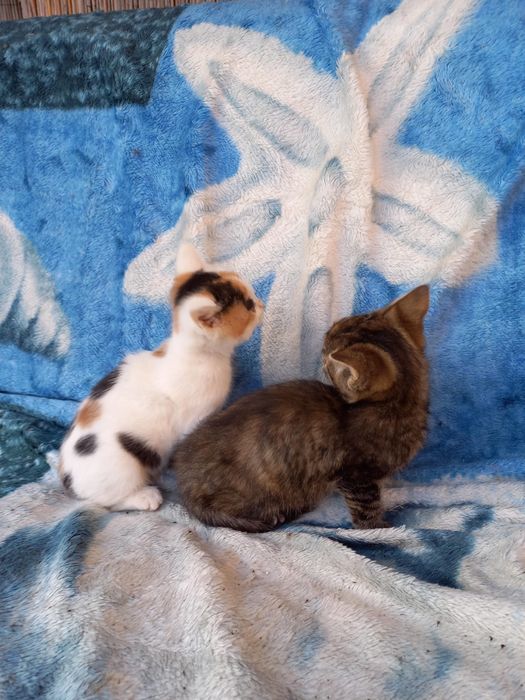 Donez 2 pui de pisică, in varsta de 3 luni foarte jucausi!