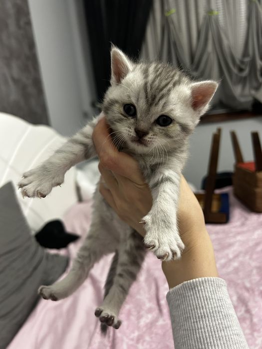 Британска късокосместа