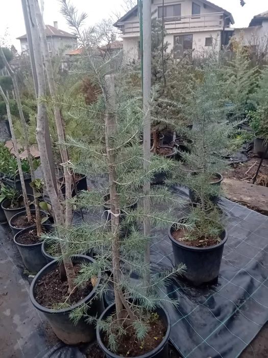 Продавам живи саксий с елхи коренната система 2 годишна която ще за