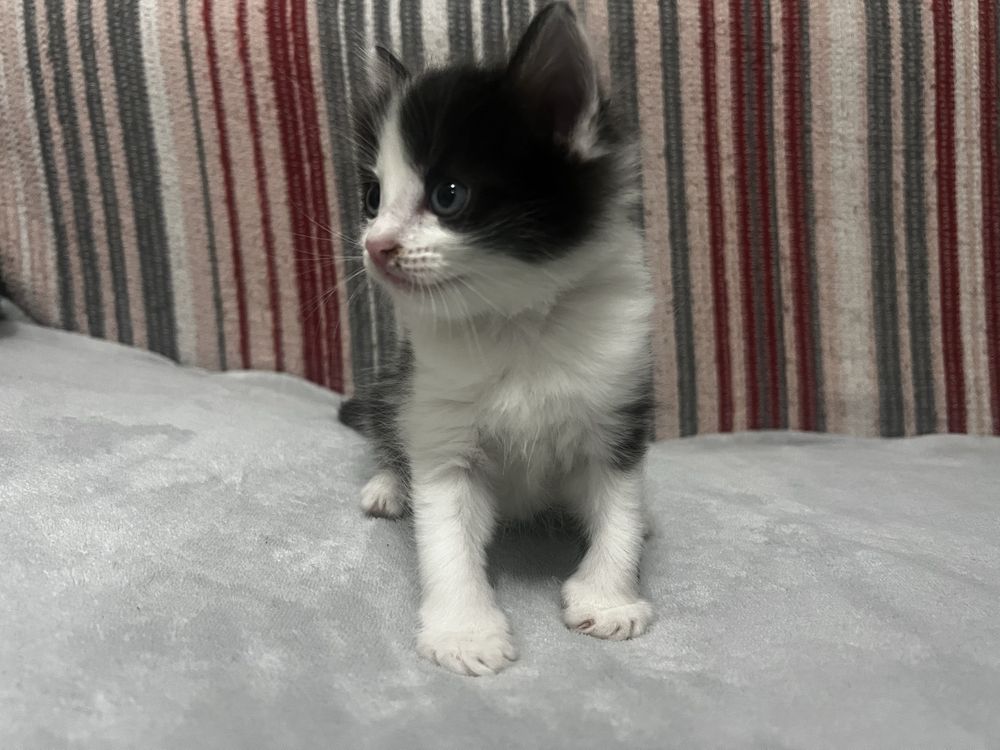 Котенок в дар девочка