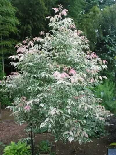 Artar siberian acer ginnala ,October glory ,Artar variegat flamingo