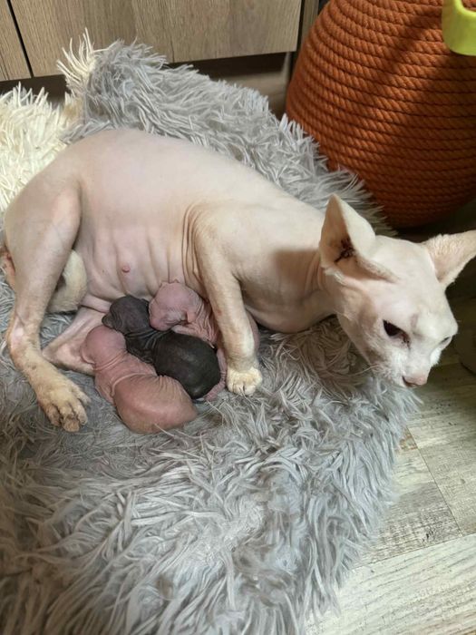 Котки Канадски сфинкс