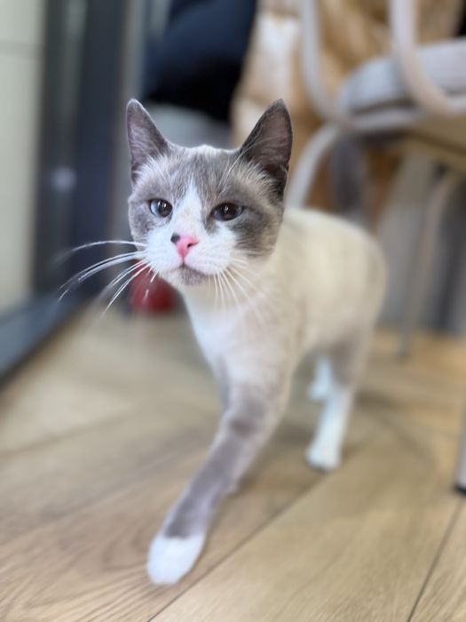 Отдам кошку Симу.