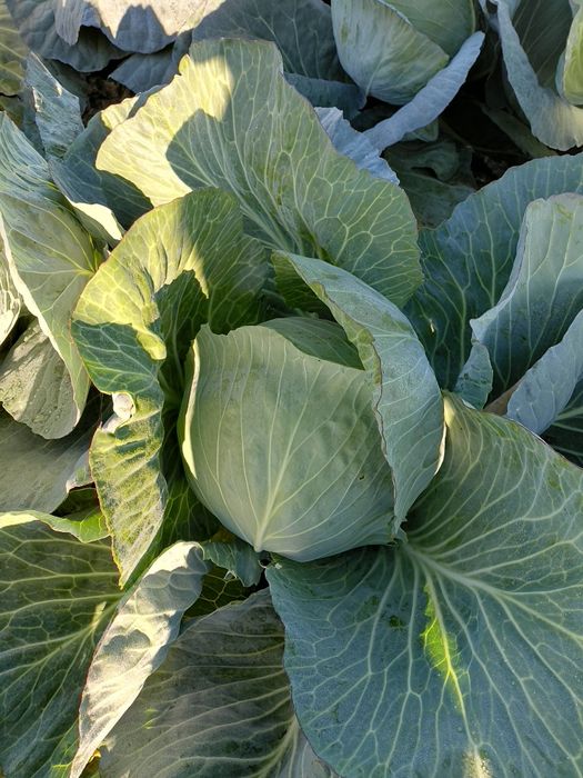 Varza alba vestri f1