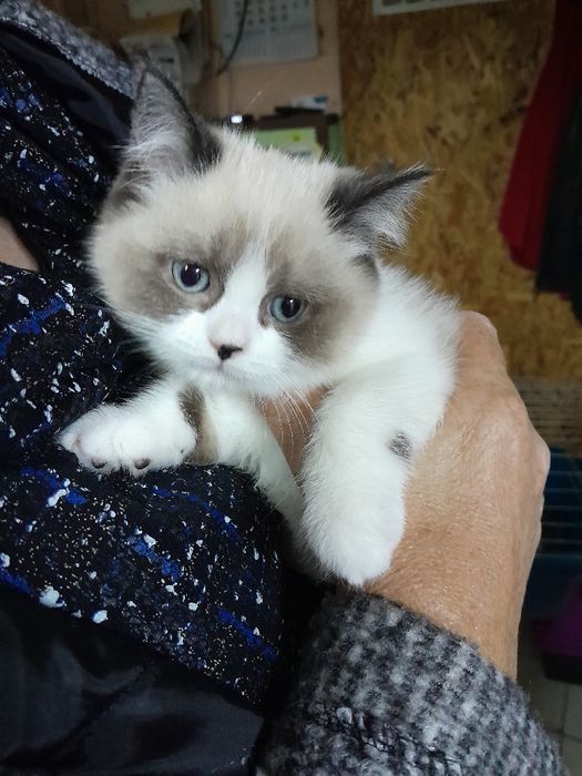 Котета Регдол на 2,5м