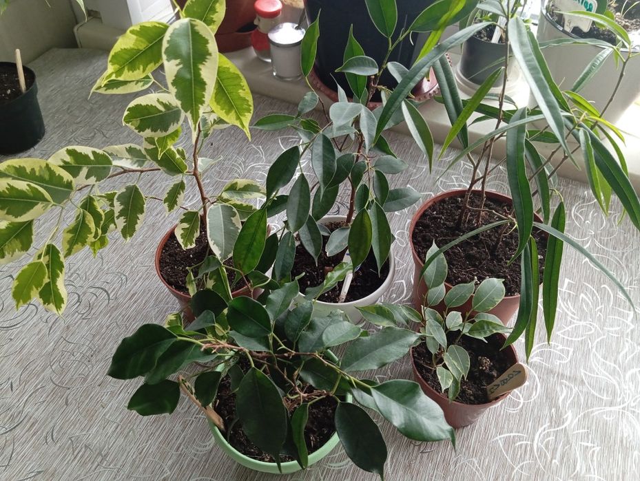 Продам фикусы разных сортов