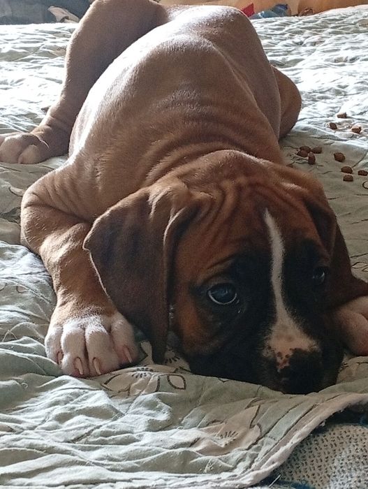 Щенки немецкого боксёра