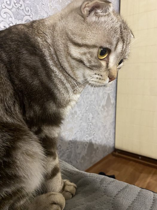 Продам кота шотландского кота