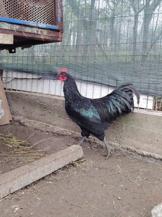 Vând cocos australorp negru