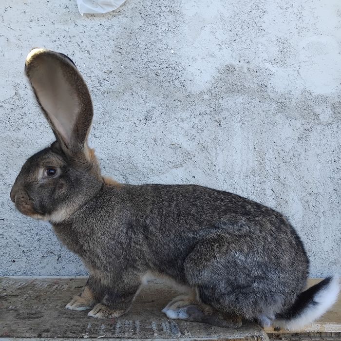 Urias german de vânzare sau la schimb.