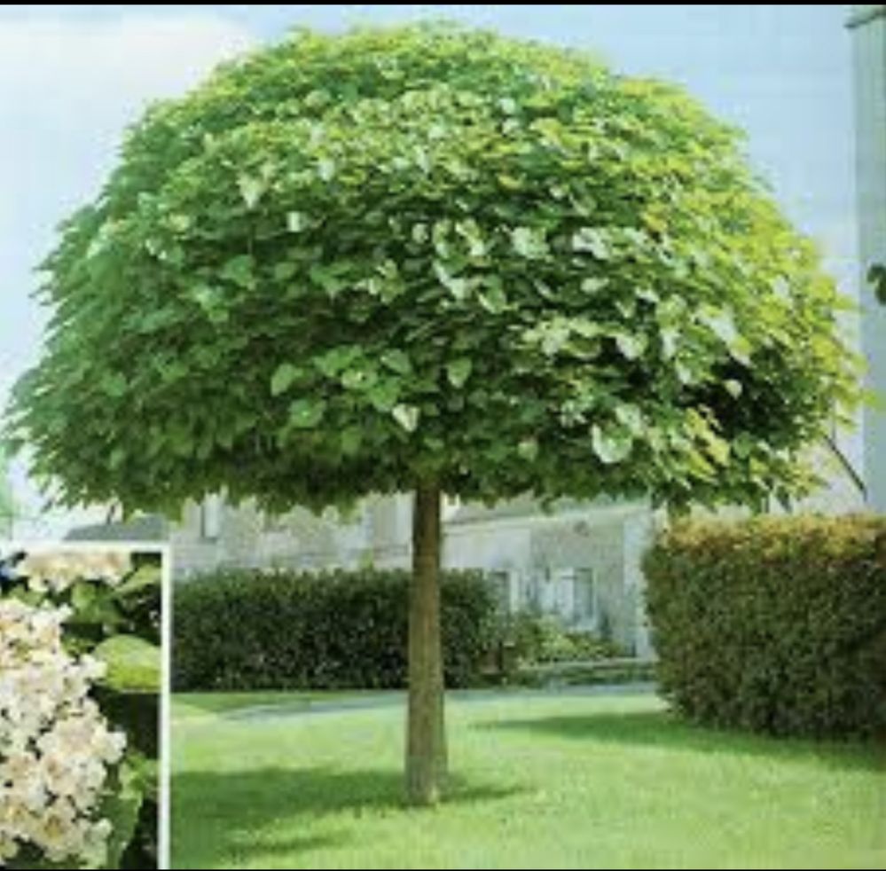 Catalpa globulara