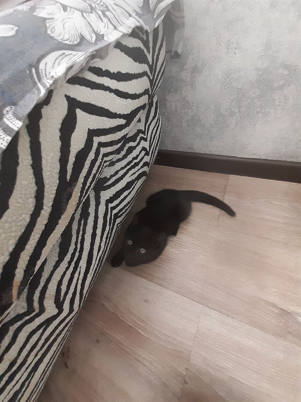 Возьмите Кота чудесного,он ждет доброго хозяина