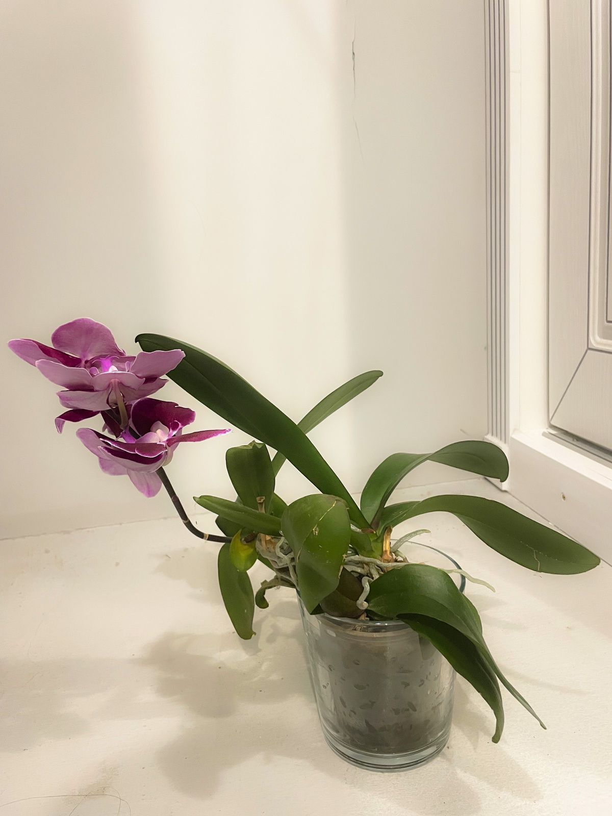 Продается Орхидея Фаленопсис