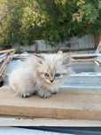 Отдам котят за 500тг) в хорошие руки