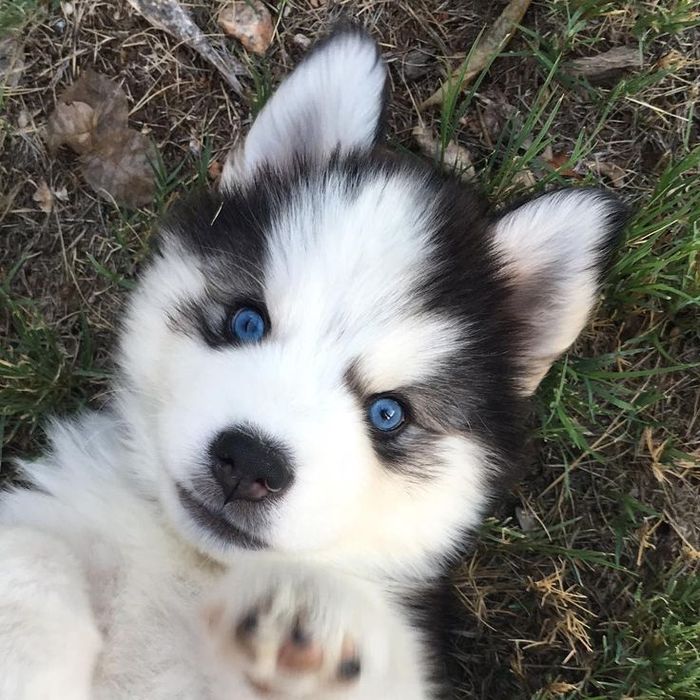 Husky siberian 1200 lei