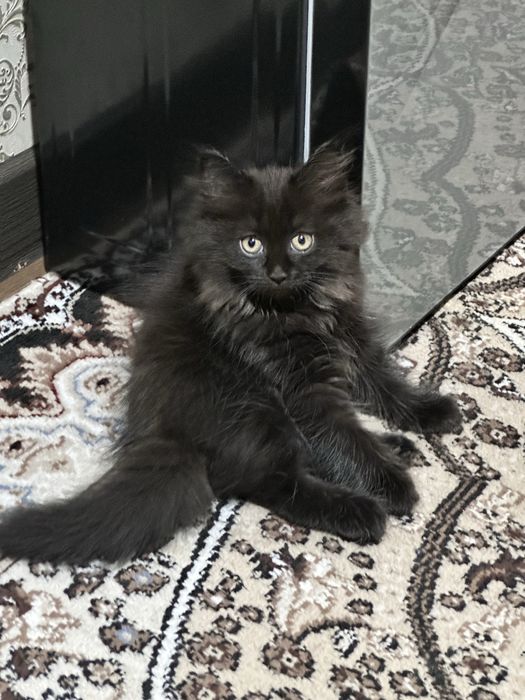 Highlandfol котенок чистокровный