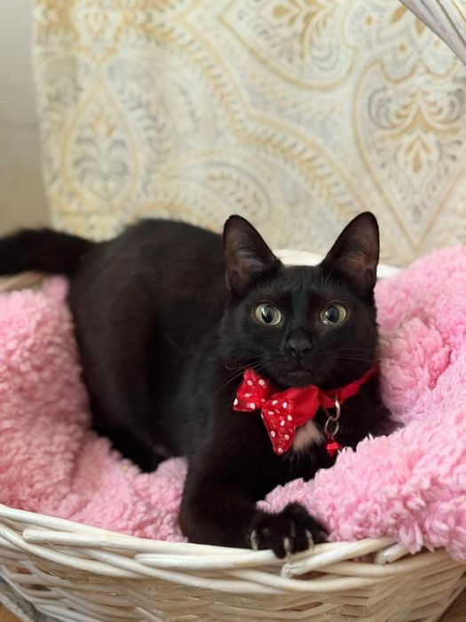 Отдам кошку 1.5 года в  хорошие руки