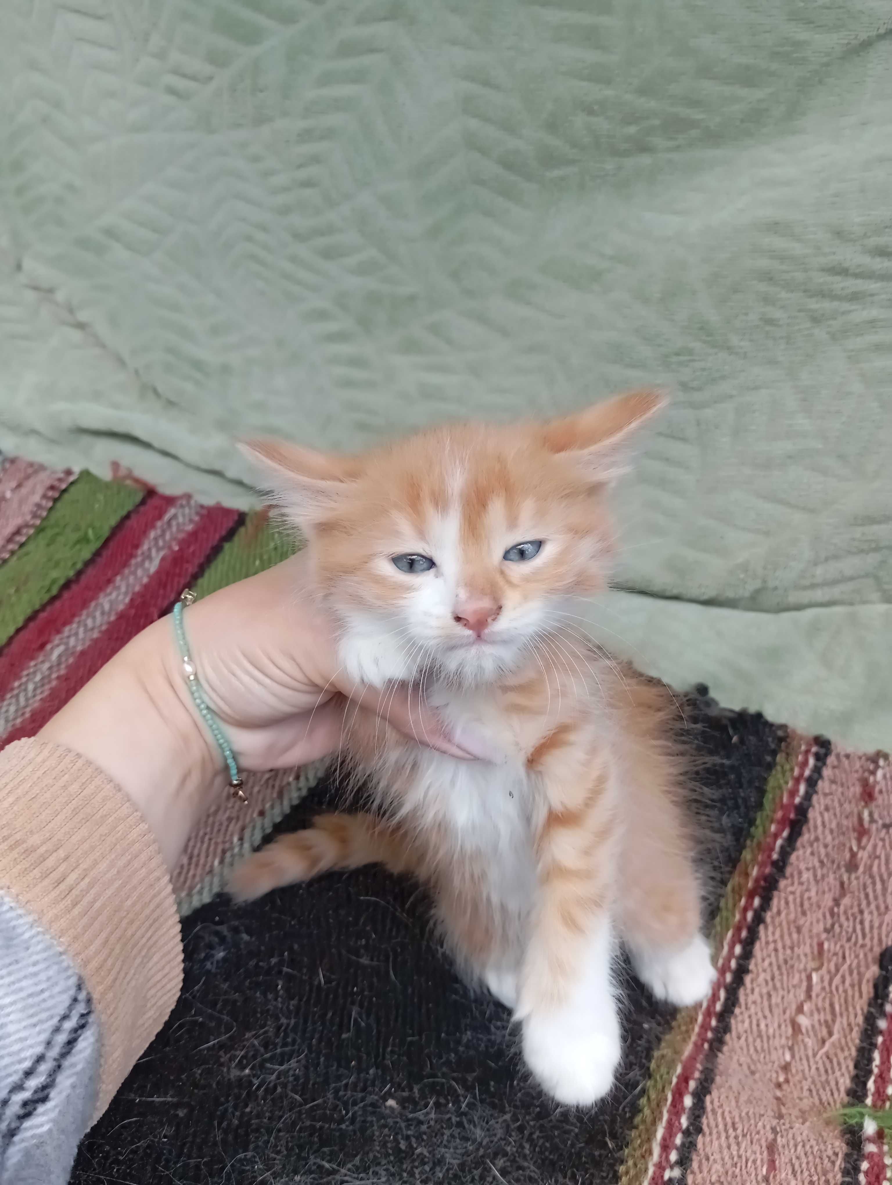 Подарявам котенца
