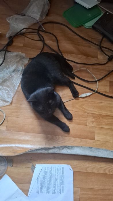 Отдаю кошку в хорошие руки