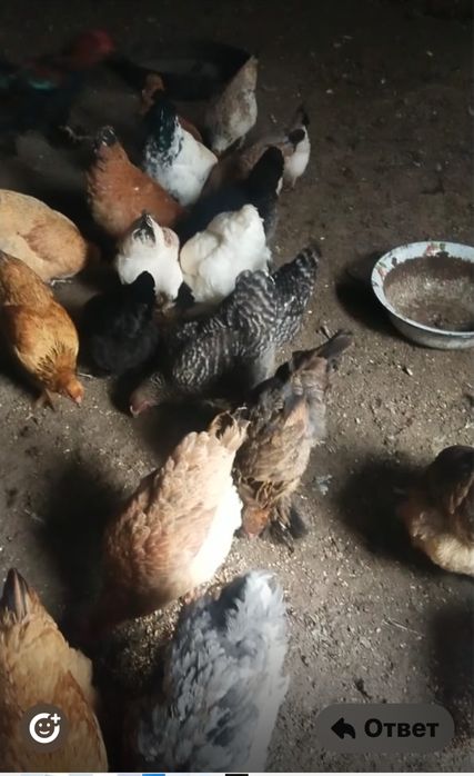 Үй тауықтары сатылады