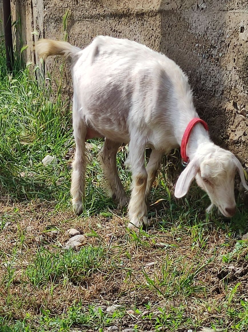 Заненские козы беременые очень хорошые первы окот 75000