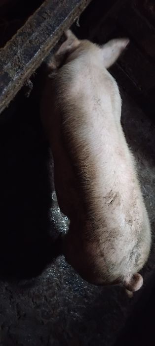 Прасе на 8 месеца