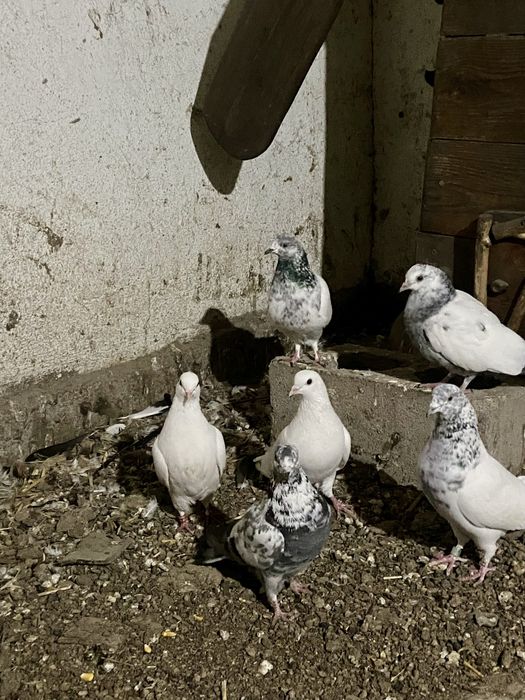 Продам бакинцев