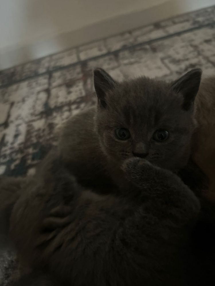 Продается котёнок