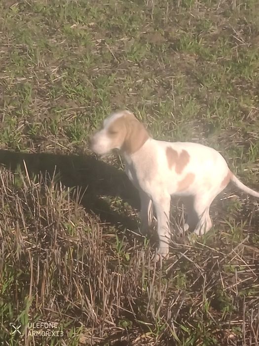 Кучета пойтер ..