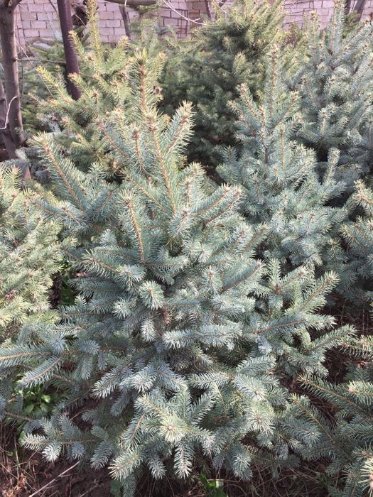 Galuboy yel archa sotiladi rasiski