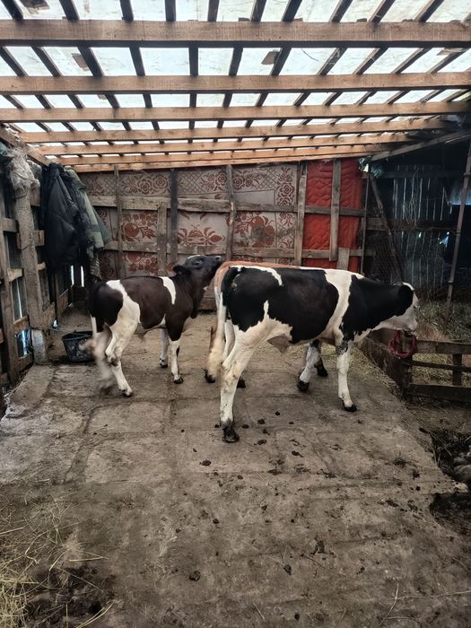 Vand 3 Tăurași  foarte frumoși!