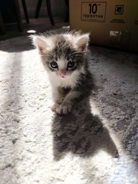 Милые котята в добрые руки