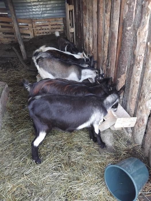 Iede de tinut sau taiat