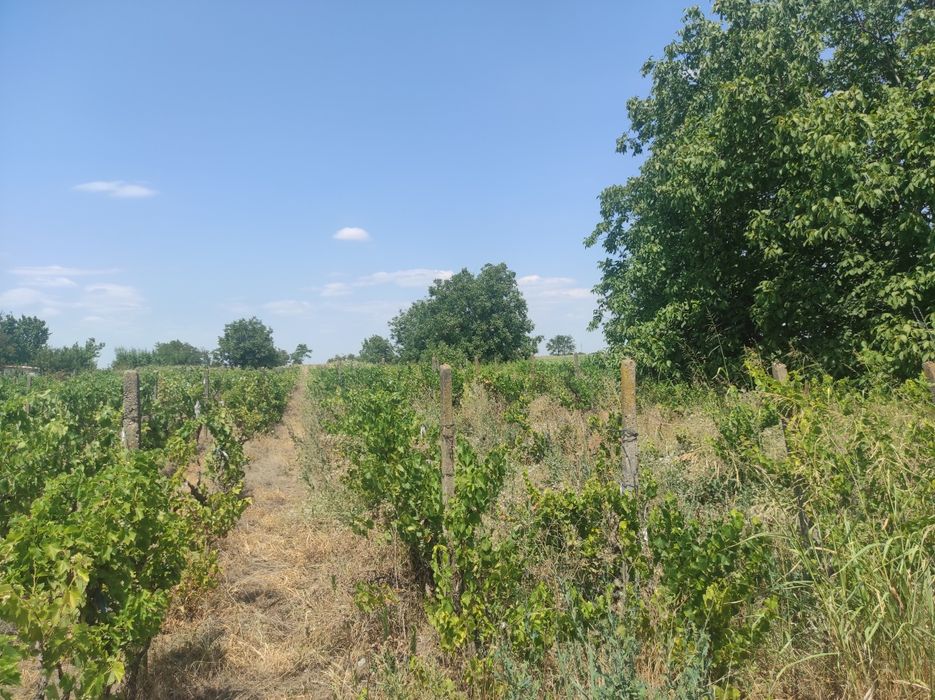 Vand urgent Teren extravilan Tudor Vladimirescu Braila